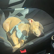 Mika joined the competition — help win amazing prizes! dog, sleeping, car_interior, seat, harness, sunlight, tan, pet, resting, window_light, leather_seat, car_door, seatbelt_buckle, calm, cute, domestic_animal, animal, indoor, transportation, comfort