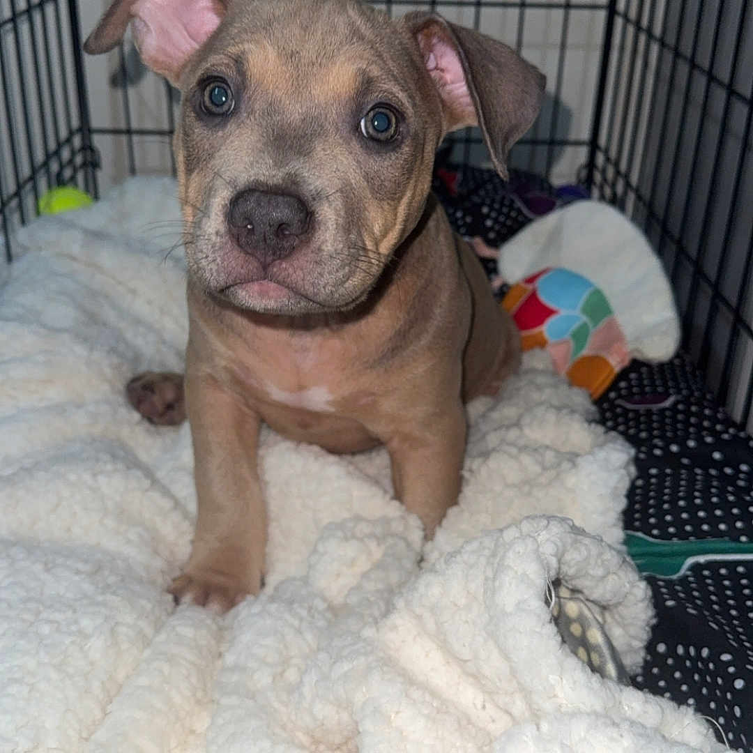 Mika joined the competition — help win amazing prizes! adorable, animal, blanket, canine, cozy, crate, cute, dog, ears, eyes, fluffy, fur, indoor, looking, nose, pet, puppy, resting, soft, young