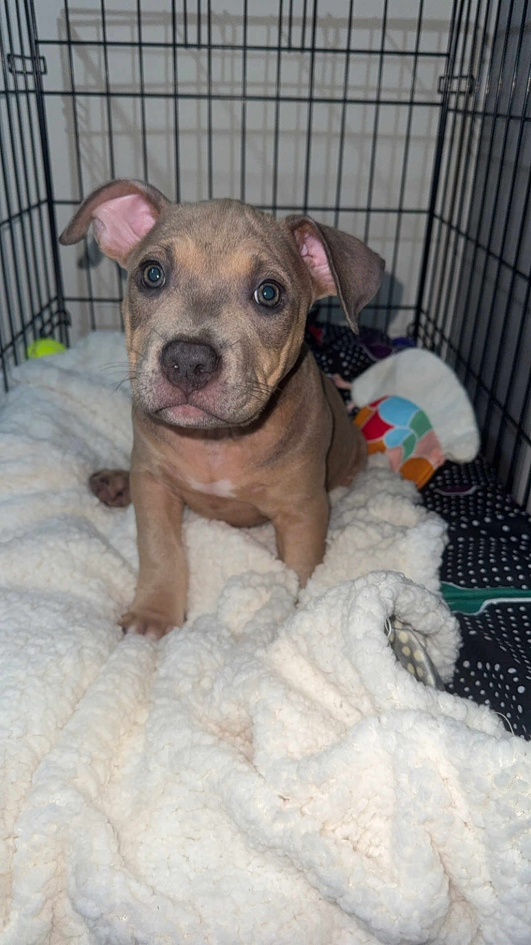 Mika joined the competition — help win amazing prizes! puppy, dog, crate, blanket, cute, pet, animal, indoor, fur, ears, nose, eyes, young, canine, cozy, soft, resting, looking, fluffy, adorable