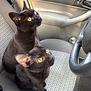 Bunbun And Piper is registered to the contest to win money with this photo: abyssinian, alloywheel, animal, blackcat, car, car_interior, carseat, carwheel, cat, cushion, homedecor, kitten, machine, manx, pet, spoke, tire, transportation, vehicle, wheel