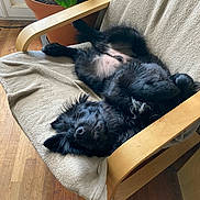Djo a rejoint le concours — aidez-le/la à gagner de superbes lots ! animal, black_dog, canine, chair, comfort, cozy, dog, fur, furniture, home, indoors, laying_down, nose, paw, pet, plant, potted_plant, relaxed, sleeping, wood_floor