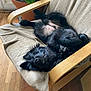 animal, black_dog, canine, chair, comfort, cozy, dog, fur, furniture, home, indoors, laying_down, nose, paw, pet, plant, potted_plant, relaxed, sleeping, wood_floor