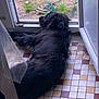 black_dog, canine, curtains, daylight, dog, doorframe, floor, fur, grass, home, indoor, looking_outside, lying_down, open_door, pet, quiet, relaxed, resting, tiled_floor, yard