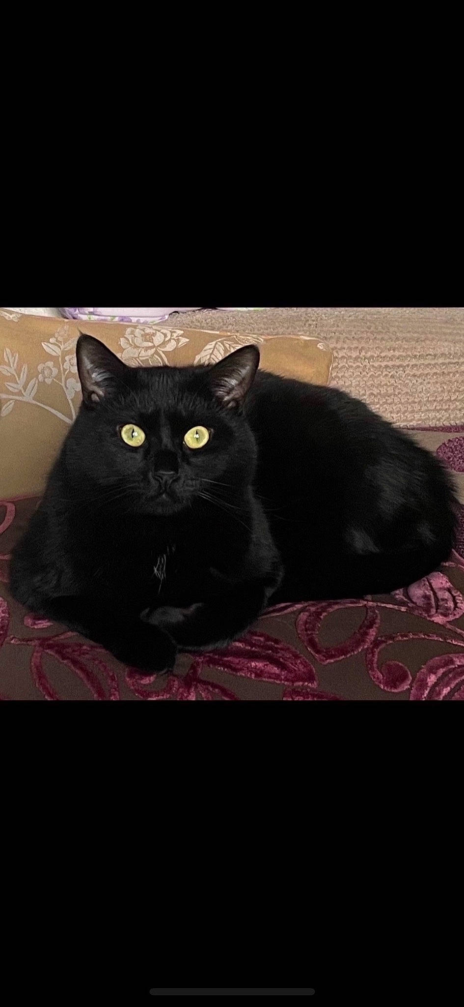 Gordon is registered to the contest to win money with this photo: black_cat, bombay, carnivore, cat, domestic_short_haired_cat, eye, felidae, font, fur, grey, magenta, mammal, pattern, rectangle, sitting, small_to_medium_sized_cats, snout, terrestrial_animal, whiskers