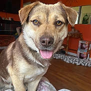 Bodine joined the competition — help win amazing prizes! dog, pet, indoor, animal, tongue_out, brown_fur, happy, close_up, blanket, floor, furniture, television, decor, mirror, table, wood_floor, ears, face, canine, companion