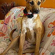 Brylee is registered to the contest to win money with this photo: dog, pet, animal, sitting, couch, indoor, collar, brown, white, fur, ears, tail, face, expression, home, decor, blanket, wall, plant, comfort