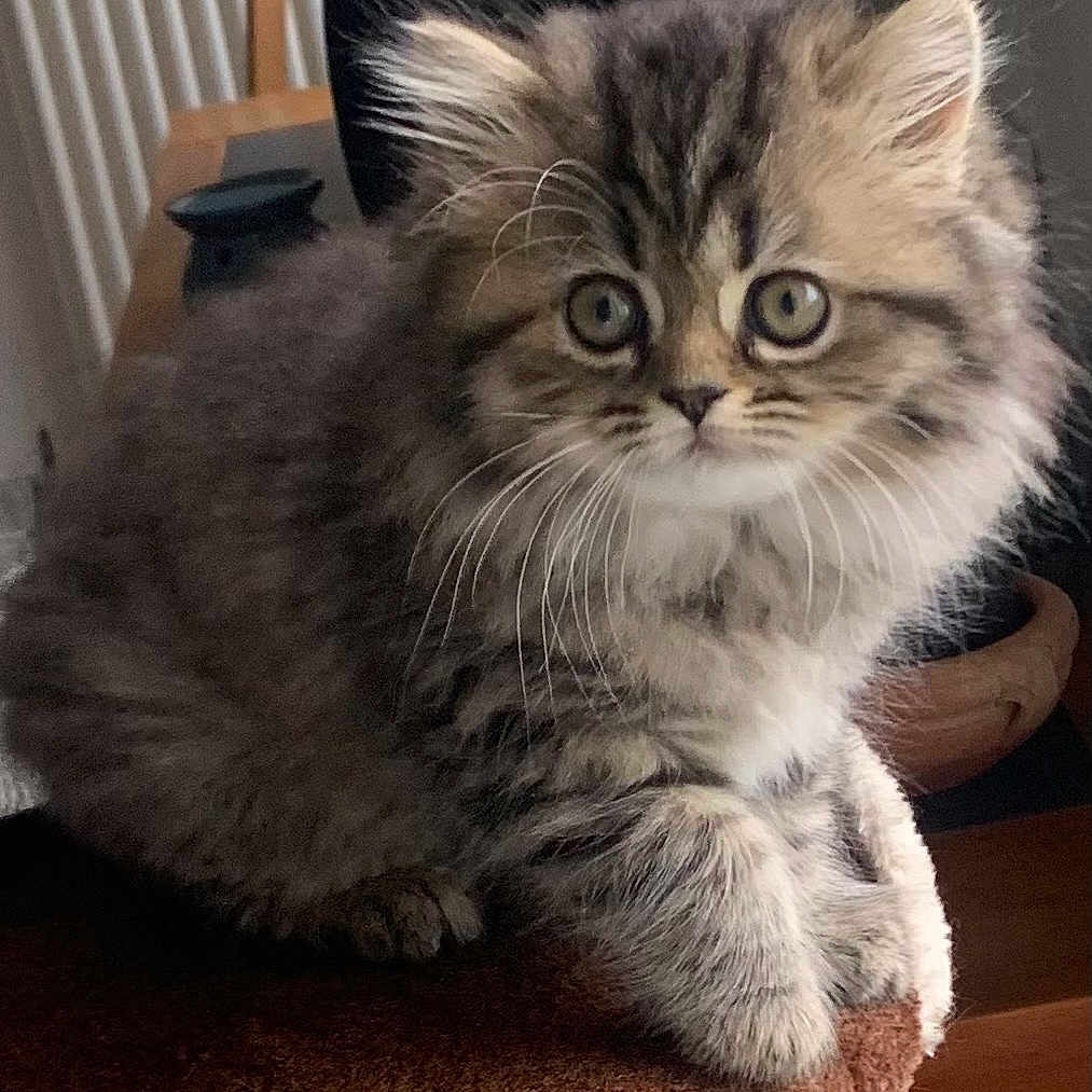 Cibelle a rejoint le concours — aidez-le/la à gagner de superbes lots ! adorable, animal, brown, cat, cozy, curious, cute, eyes, feline, fluffy, fur, indoor, kitten, pet, portrait, sitting, small, soft, whiskers, young