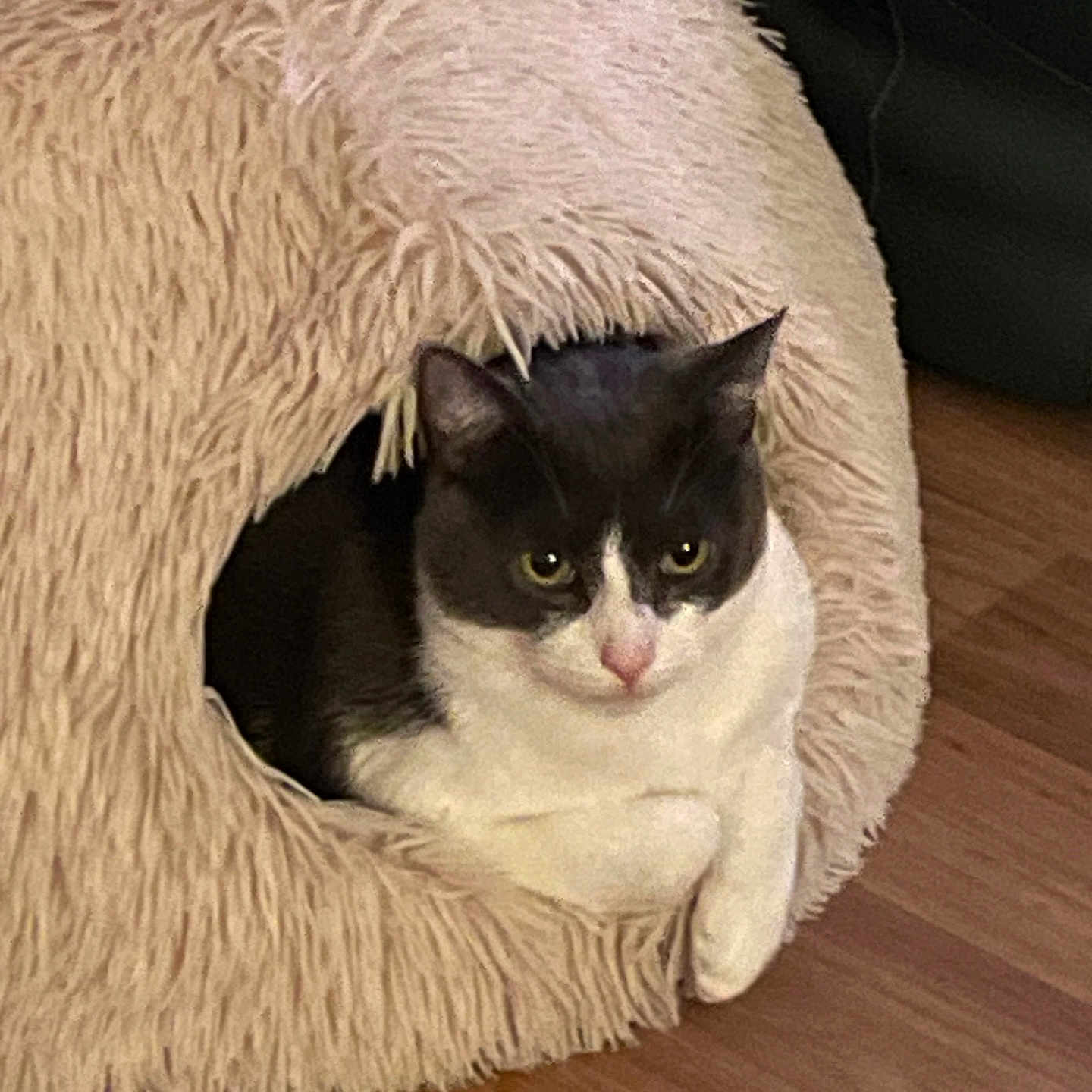 Mimi