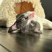 Mimi participe au concours pour gagner de l'argent avec cette photo : animal, cat, cat_cave, closeup, cozy, cute, eyes, feline, floor, fur, indoor, nose, pet, portrait, reflection, relaxed, resting, sunlight, whiskers, wooden_floor