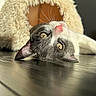 animal, cat, cat_cave, closeup, cozy, cute, eyes, feline, floor, fur, indoor, nose, pet, portrait, reflection, relaxed, resting, sunlight, whiskers, wooden_floor