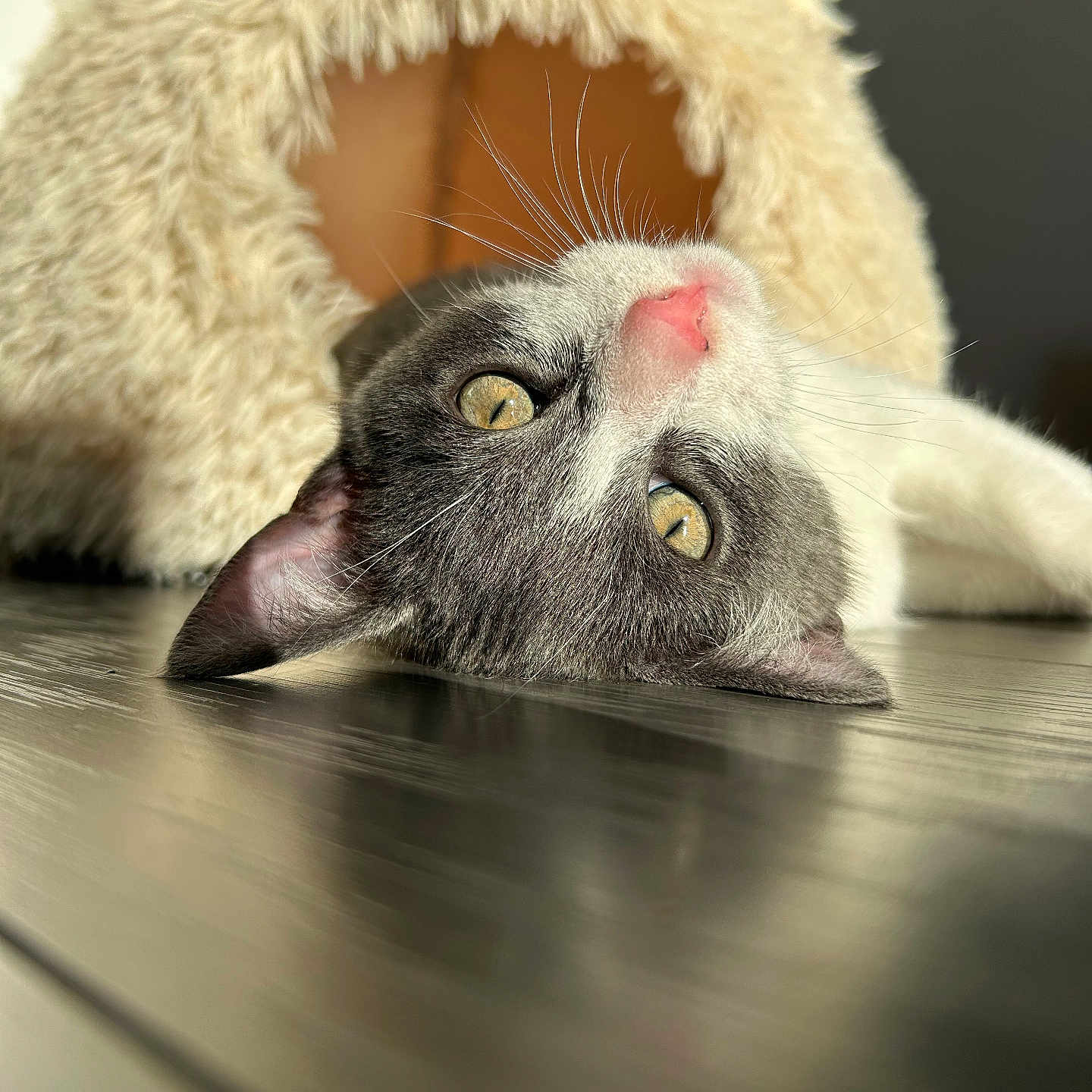 Mimi
