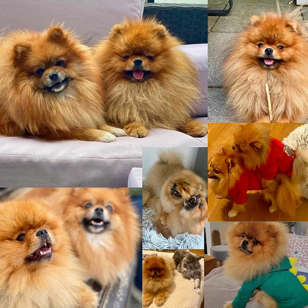 Tyson Winnie participe au concours pour gagner de l'argent avec cette photo : pomeranian, dog, fluffy, cute, pet, animal, indoor, outdoor, playing, couch, floor, fur, tongue, happy, companions, cat, clothing, costume, wooden_floor, blanket