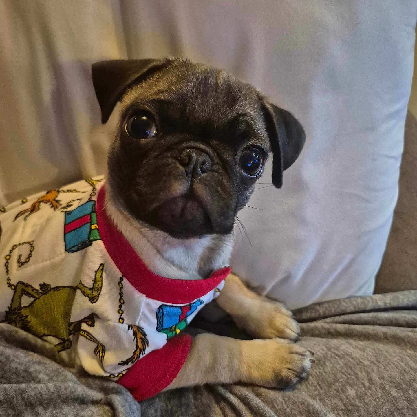Sophie joined the competition — help win amazing prizes! animal, blanket, clothing, collar, cute, dog, ears, eyes, face, fur, indoors, pet, pillow, pug, puppy, resting, shirt, small, snout, young
