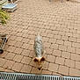 Iron participe au concours pour gagner de l'argent avec cette photo : dog, small_dog, outdoor, patio, paved_ground, furniture, table, chair, plant, mat, drain, backyard, pet, animal, fluffy, walking, brown, grey, ears, curious
