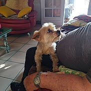 Iron a rejoint le concours — aidez-le/la à gagner de superbes lots ! dog, small_dog, living_room, armchair, yellow_pillows, glass_table, person, watch, floor_tiles, door, natural_light, couch, blanket, watch_on_wrist, fur, pet, indoor, looking_up, human_arm, casual_clothing