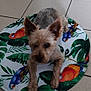 Iron participe au concours pour gagner de l'argent avec cette photo : dog, small_dog, pet, indoor, floor, tile_floor, mat, colorful_mat, bird_pattern, tropical_design, ears, fur, animal, laying_down, looking, room, domestic, cute, companion, home