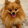 dog, pomeranian, beach, sand, tongue_out, fluffy, cute, pet, animal, outdoor, summer, happy, small_dog, fur, canine, nature, vacation, playful, sunny, relaxed