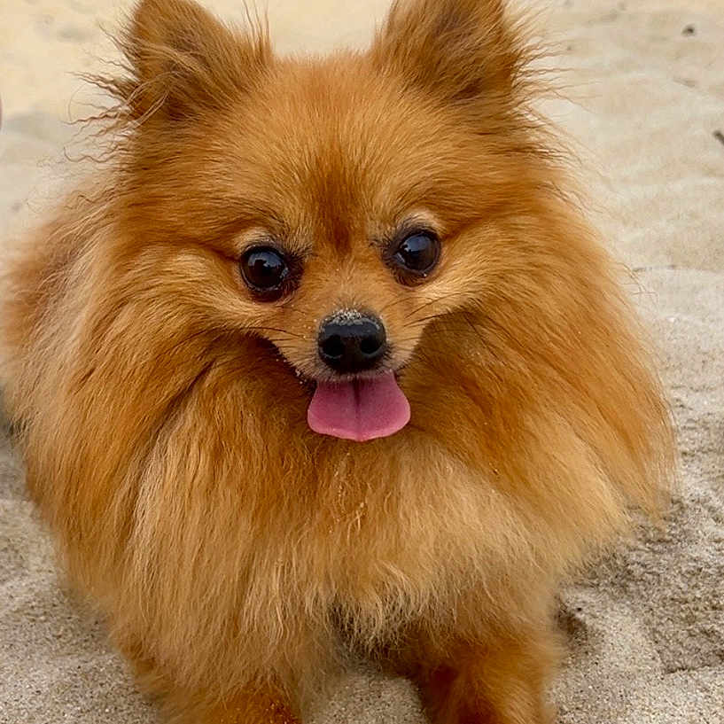 Milo joined the competition — help win amazing prizes! animal, beach, canine, cute, dog, fluffy, fur, happy, nature, outdoor, pet, playful, pomeranian, relaxed, sand, small_dog, summer, sunny, tongue_out, vacation