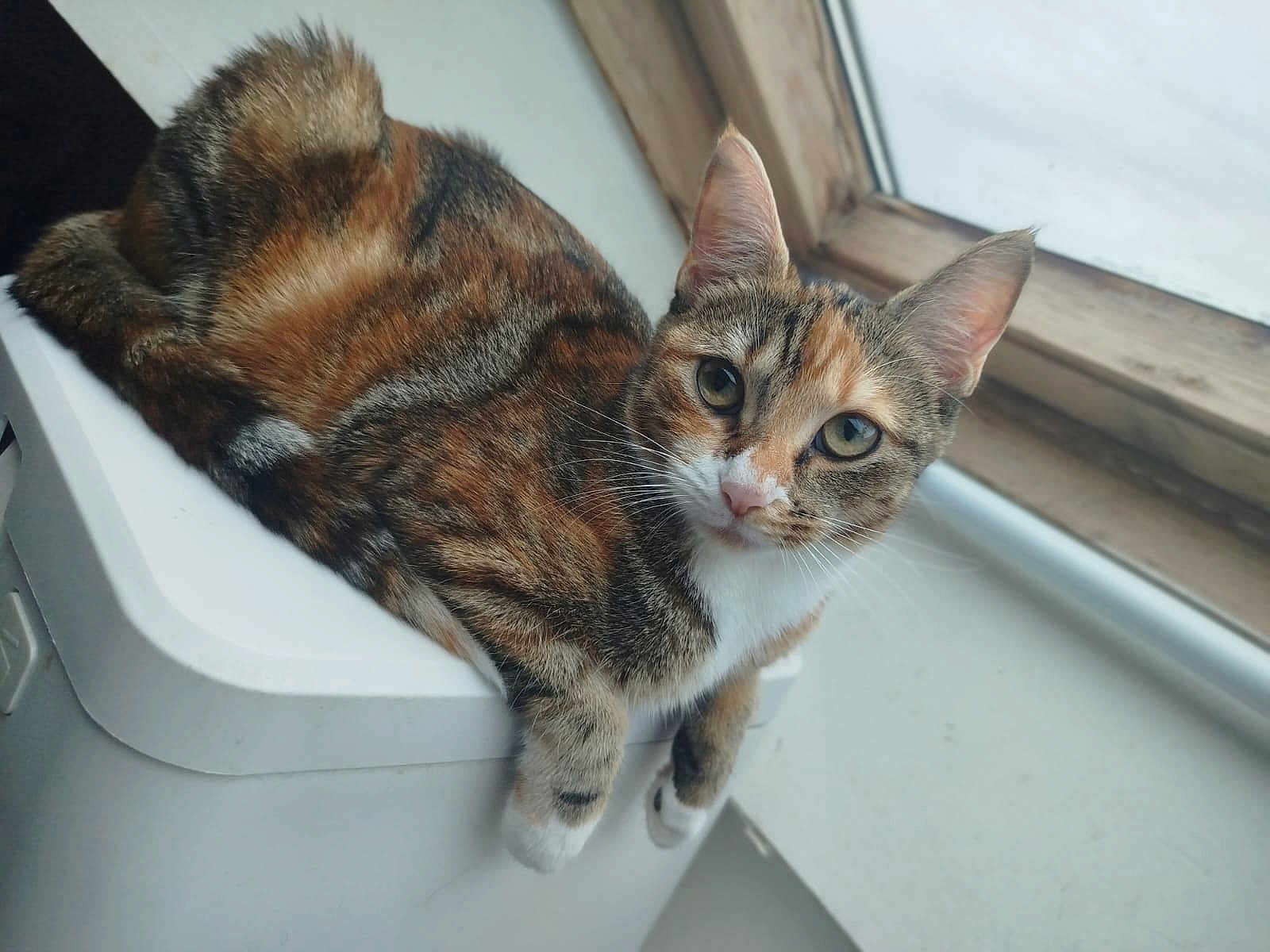 Hermione