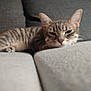 Hermione a rejoint le concours — aidez-le/la à gagner de superbes lots ! cat, tabby, sleepy, couch, grey, indoor, pet, feline, resting, relaxed, animal, fur, whiskers, ears, closeup, home, cozy, comfort, living_room, nap