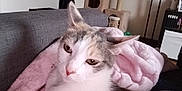 Hermione participe au concours pour gagner de l'argent avec cette photo : cat, calico_cat, feline, pet, indoor, blanket, couch, furniture, relaxed, animal, cozy, home, soft_texture, pink, gray, cat_tree, resting, fur, whiskers, ears