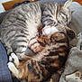 Hermione participe au concours pour gagner de l'argent avec cette photo : cat, cats, sleeping, couch, blanket, fur, pets, cozy, indoor, nap, tabby, striped, paw, whiskers, relaxing, animal, cute, companion, friendship, rest