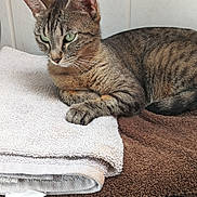Hermione participe au concours pour gagner de l'argent avec cette photo : cat, tabby_cat, green_eyes, towel, folded_towel, stacked_towels, resting, indoor, pet, feline, striped_fur, paw, ear, whiskers, tile_wall, gray_towel, brown_towel, close_up, domestic_animal, relaxed