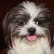 Remington is registered to the contest to win money with this photo: dog, pet, close_up, tongue_out, black_and_white, fluffy, cute, animal, portrait, happy, fur, indoor, face, mammal, friendly, domestic_animal, small_dog, companion, looking_at_camera, tongue