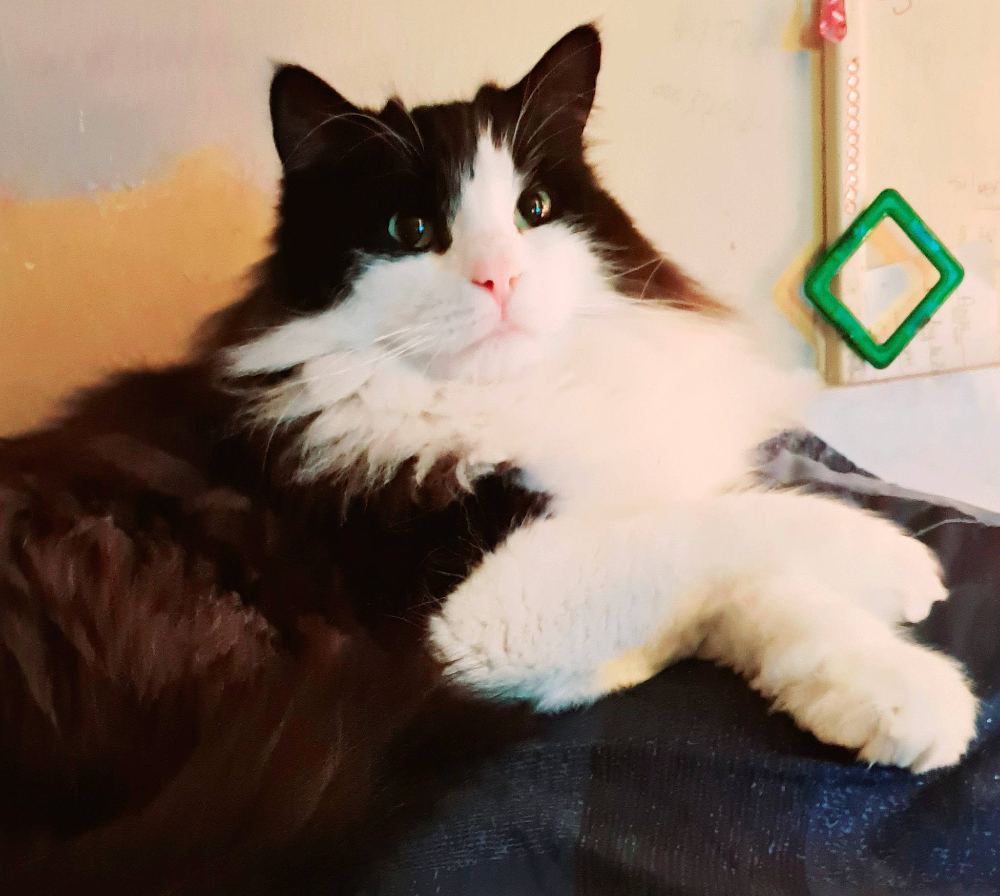 Little M joined the competition — help win amazing prizes! british_longhair, carnivore, cat, claw, comfort, domestic_short_haired_cat, eye, felidae, fur, paw, sitting, small_to_medium_sized_cats, snout, tail, whiskers