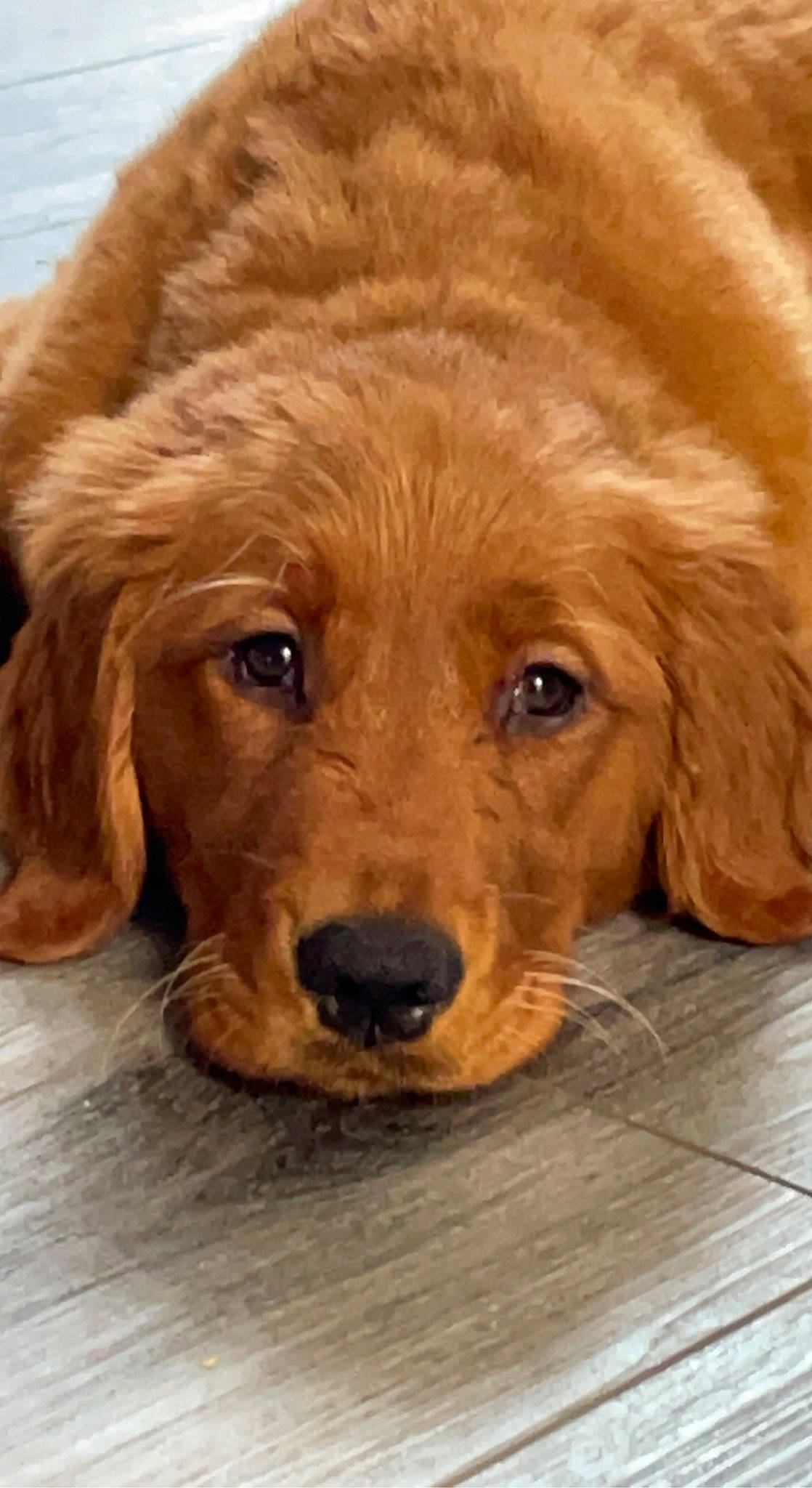 Zoey joined the competition — help win amazing prizes! ancient_dog_breeds, brown, canidae, carnivore, companion_dog, dog, dog_breed, fawn, fur, gun_dog, liver, puppy, retriever, snout, sporting_group, terrestrial_animal, whiskers, wood, working_animal, working_dog