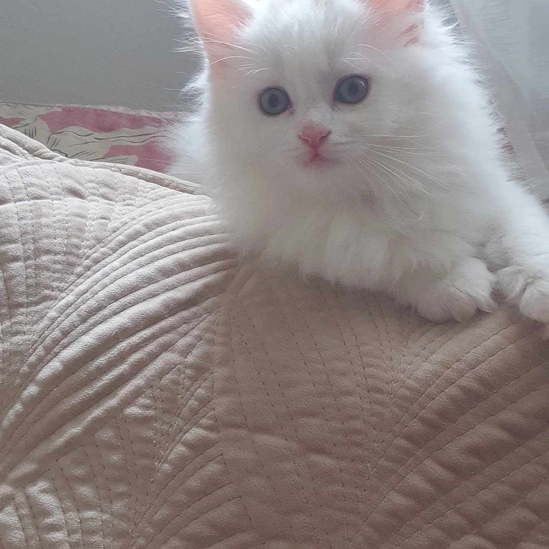 Prince participe au concours pour gagner de l'argent avec cette photo : angora, animal, bed, bedroom, blanket, cat, couch, cushion, face, furniture, homedecor, indoors, kitten, linen, manx, pet, quilt, room, siamese, white