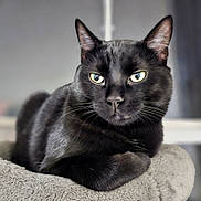 Chiquito is registered to the contest to win money with this photo: black_cat, blurred_background, cat, cat_bed, close_up, cozy, curious, ears, eyes, feline, fur, indoor, looking_at_camera, pet, plush, portrait, resting, shallow_depth_of_field, soft_texture, whiskers