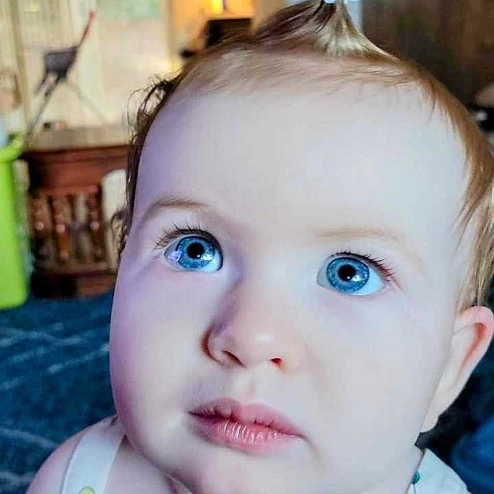 Aurelia