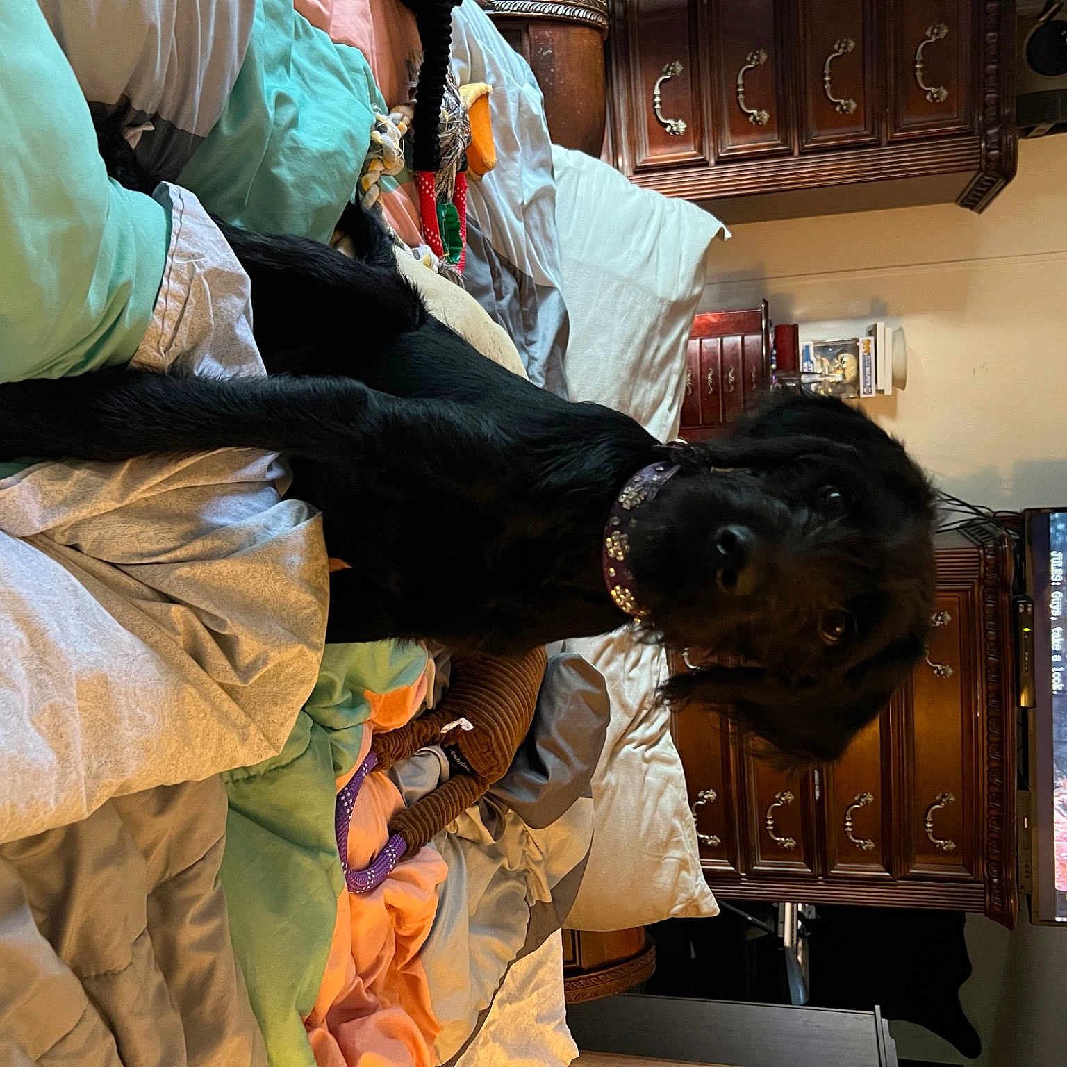 Pixie is registered to the contest to win money with this photo: art, bag, display_device, fun, fur, glove, hat, luggage_and_bags, machine, personal_protective_equipment, room, service, visual_arts