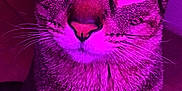 Kiwi joined the competition — help win amazing prizes! animal, cat, close_up, cute, expression, eyes, face, feline, focused, fur, indoor, looking_up, mammal, pet, portrait, purple_lighting, sitting, striped, tabby, whiskers