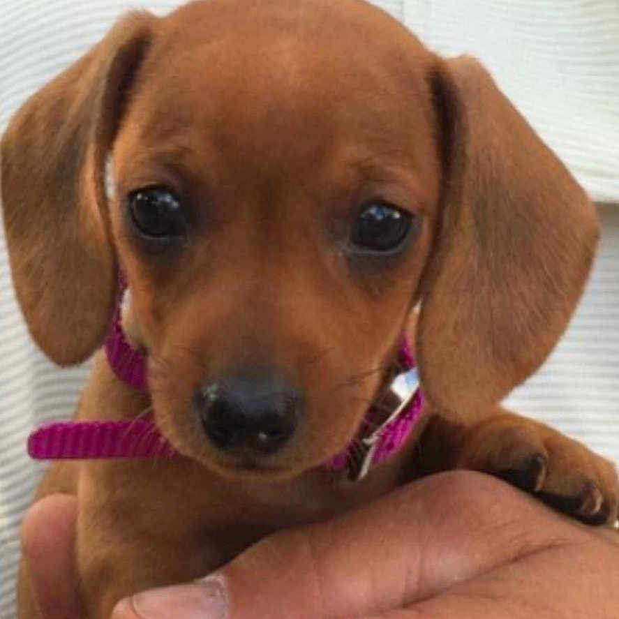 Joe Adamski is registered to the contest to win money with this photo: adorable, animal, brown, canine, closeup, collar, companionship, cute, dog, domestic_animal, face, fur, hand, mammal, person, pet, portrait, puppy, small, young