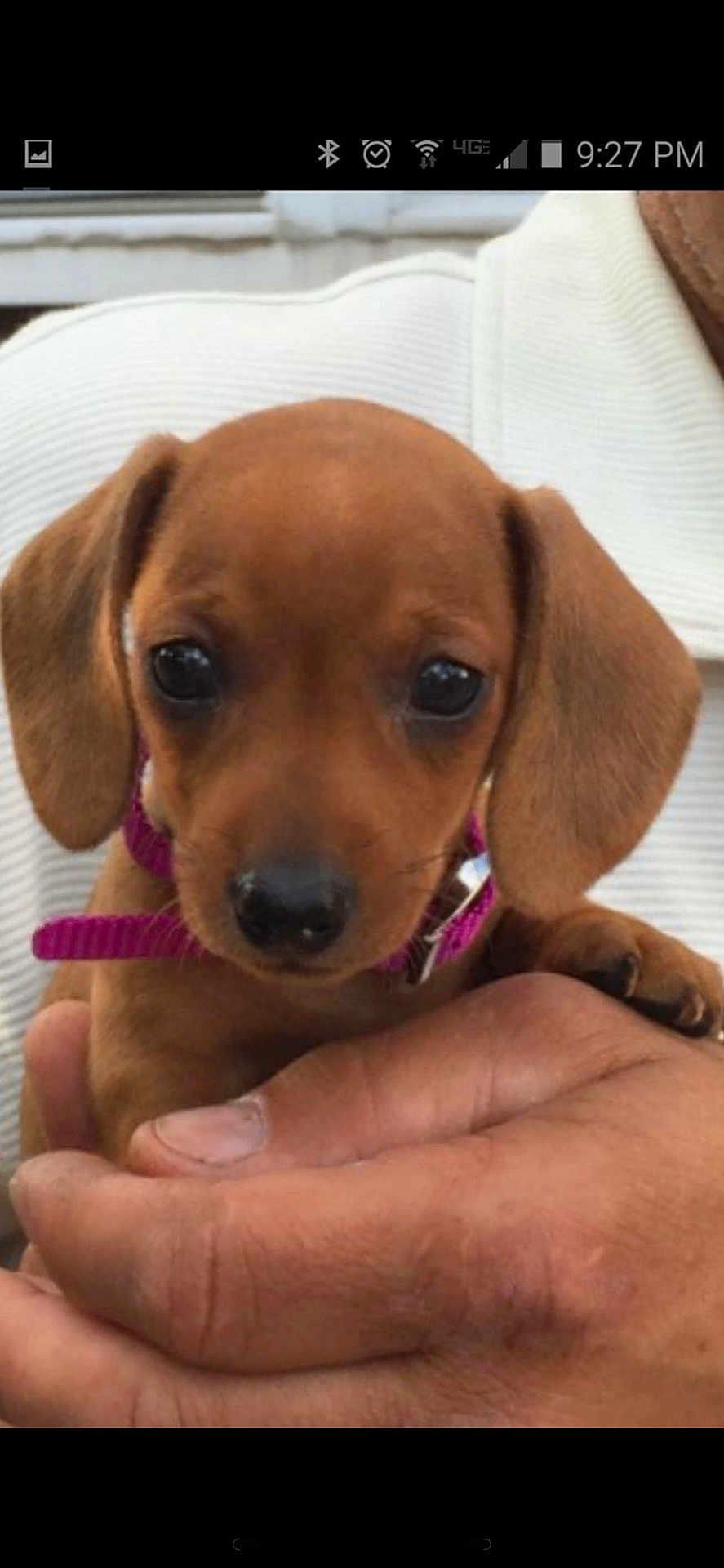 Joe Adamski is registered to the contest to win money with this photo: puppy, dog, brown, closeup, pet, collar, young, cute, animal, hand, person, portrait, domestic_animal, mammal, canine, fur, adorable, face, small, companionship