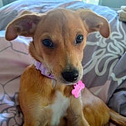Tilly joined the competition — help win amazing prizes! puppy, dog, pet, collar, bed, blanket, indoor, cute, ears, tag, animal, fur, brown, white_patch, window, resting, young_dog, portrait, domestic, cozy