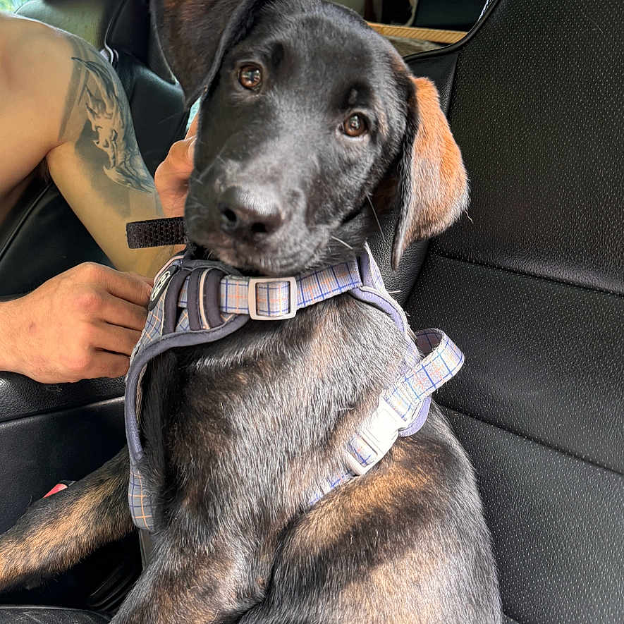 Ash joined the competition — help win amazing prizes! accessories, adult, animal, belt, canine, cushion, dog, female, homedecor, hound, labradorretriever, male, man, person, pet, pointer, policedog, skin, tattoo, woman