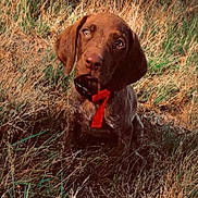 Nala a rejoint le concours — aidez-le/la à gagner de superbes lots ! puppy, dog, brown_dog, grass, outdoor, nature, field, collar, pet, animal, cute, young_dog, sitting, fur, ears, eyes, snout, canine, summer, daylight