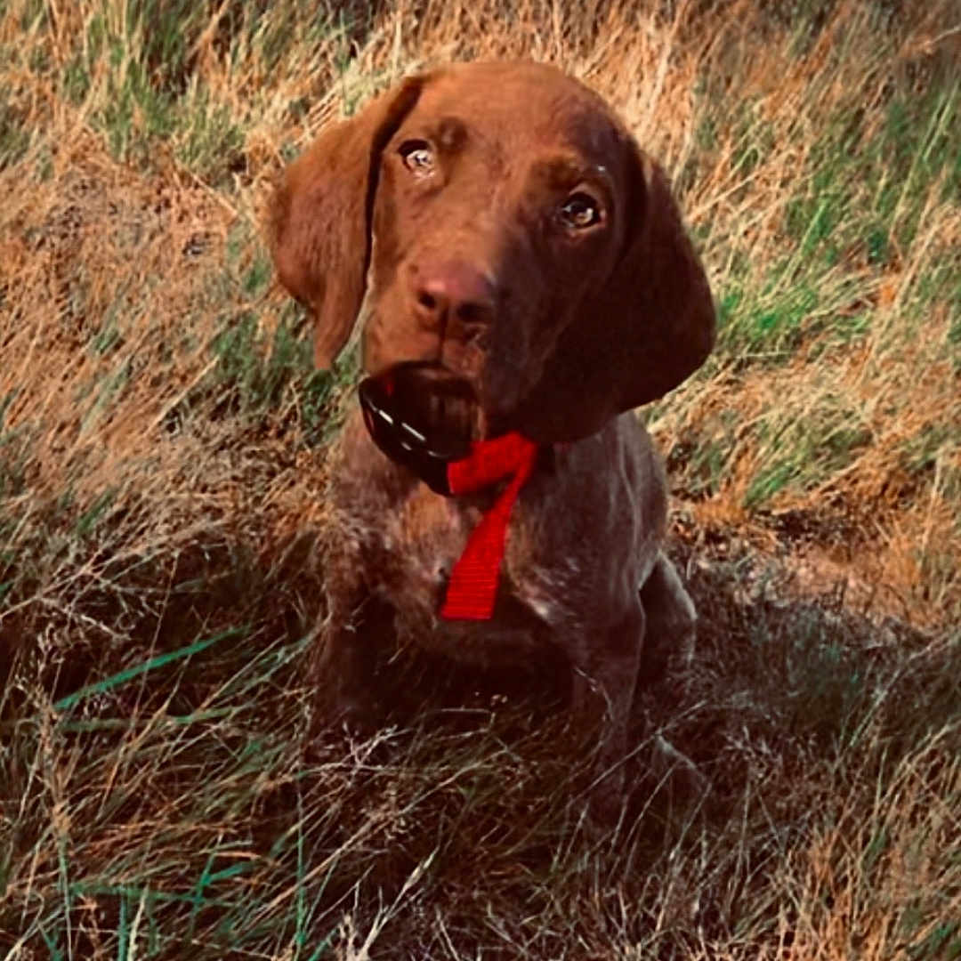 Nala a rejoint le concours — aidez-le/la à gagner de superbes lots ! animal, brown_dog, canine, collar, cute, daylight, dog, ears, eyes, field, fur, grass, nature, outdoor, pet, puppy, sitting, snout, summer, young_dog