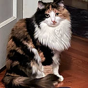 Kissa joined the competition — help win amazing prizes! cat, calico, fluffy, indoor, wooden_floor, door, pet, animal, feline, curious, sitting, fur, whiskers, tail, domestic, mammal, companion, cute, household, portrait