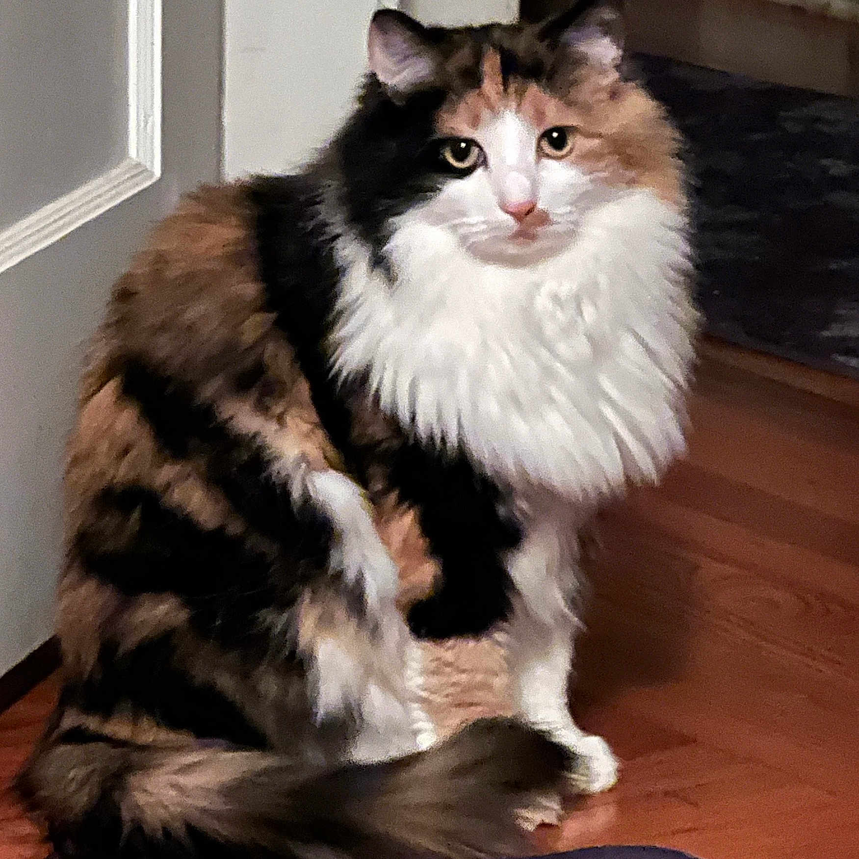 Kissa joined the competition — help win amazing prizes! animal, calico, cat, companion, curious, cute, domestic, door, feline, fluffy, fur, household, indoor, mammal, pet, portrait, sitting, tail, whiskers, wooden_floor