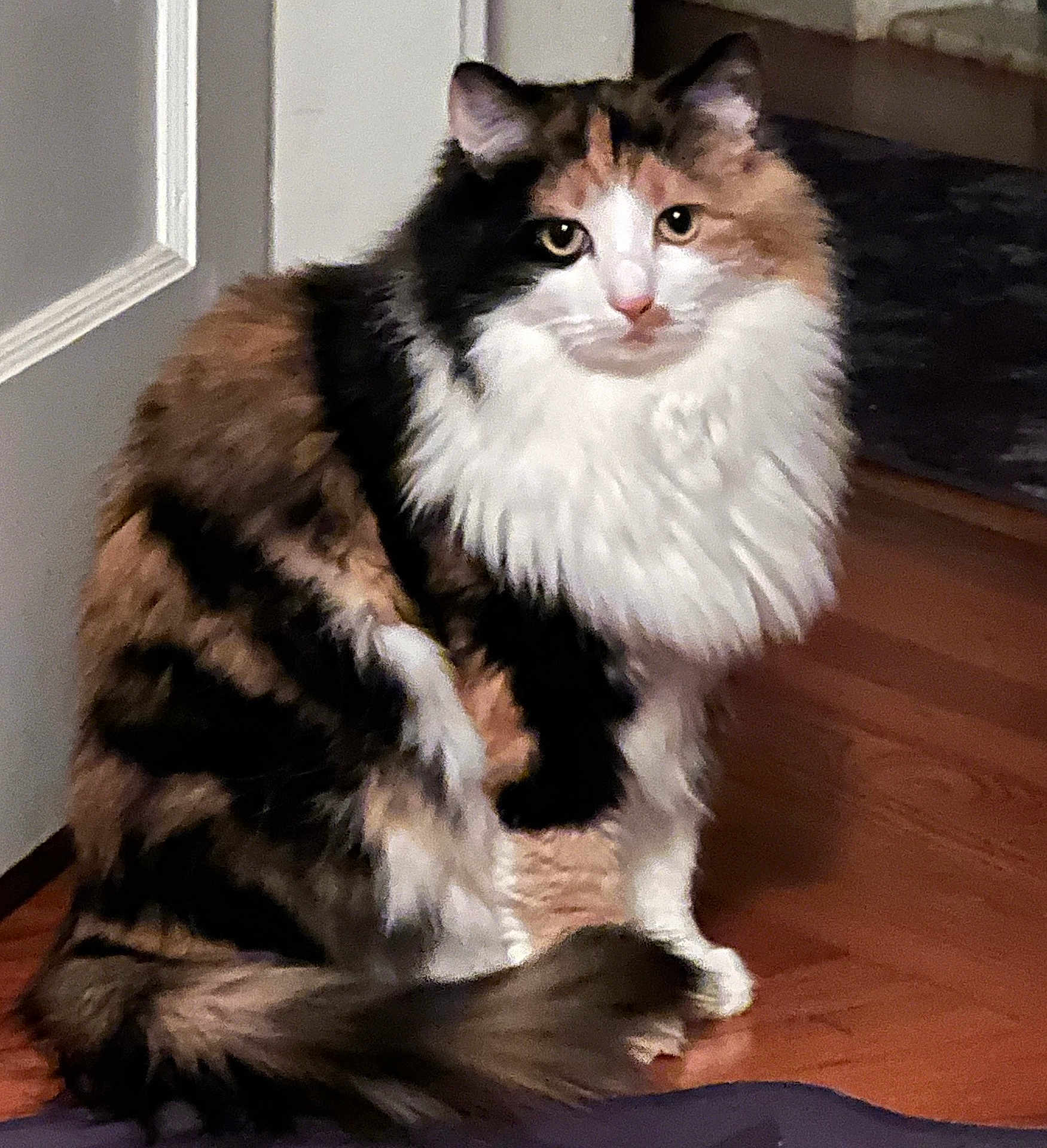 Kissa joined the competition — help win amazing prizes! cat, calico, fluffy, indoor, wooden_floor, door, pet, animal, feline, curious, sitting, fur, whiskers, tail, domestic, mammal, companion, cute, household, portrait