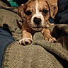 adorable, animal, blanket, brown_and_white, close_up, couch, cozy, cute, dog, eyes, face, floppy_ears, fur, indoor, nose, paws, pet, portrait, puppy, relaxed