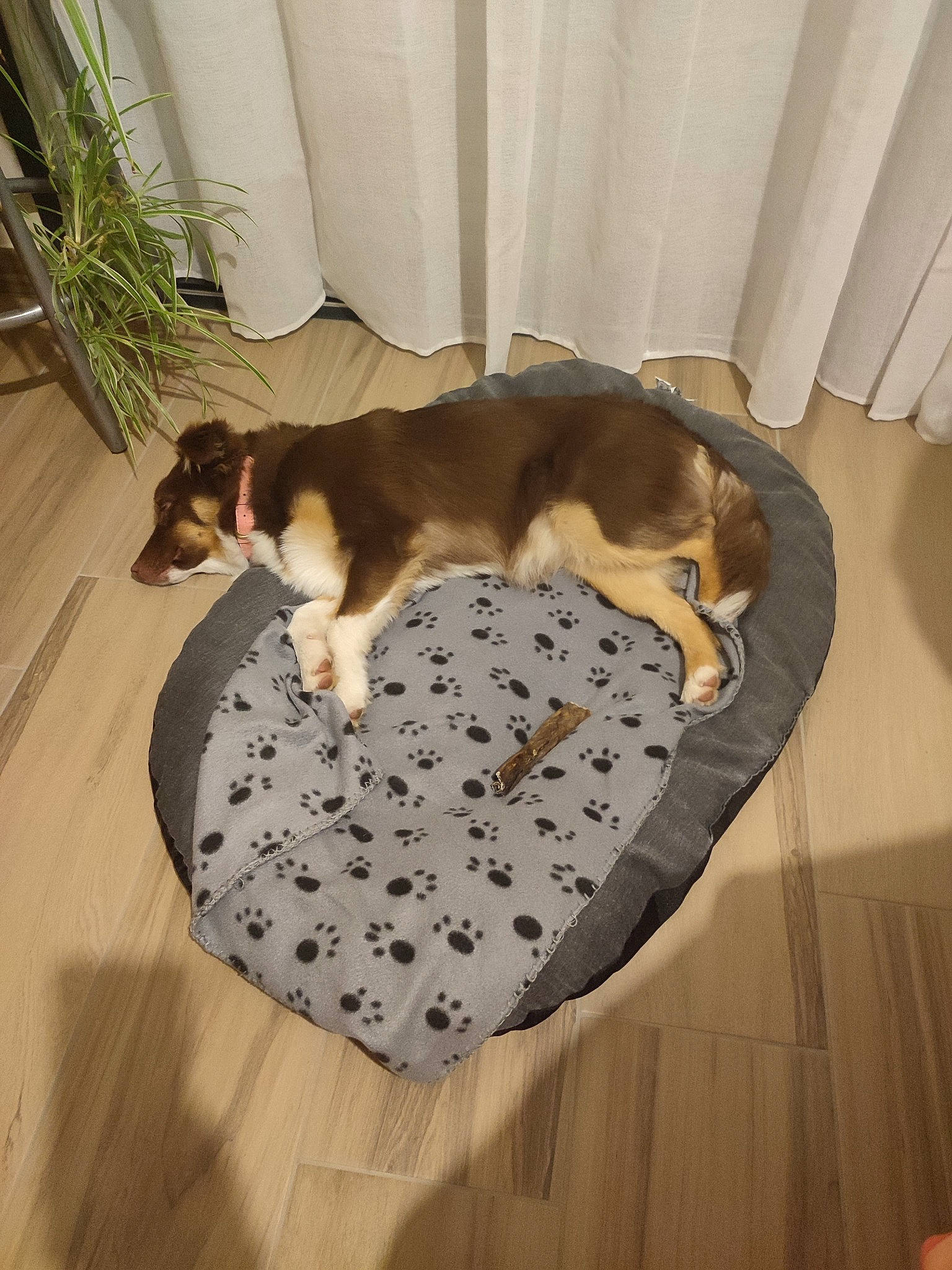 Ultra a rejoint le concours — aidez-le/la à gagner de superbes lots ! canidae, carnivore, comfort, companion_dog, dog, dog_bed, dog_breed, dog_supply, fawn, flooring, hardwood, pet_supply, plant, puppy, room, scent_hound, sporting_group, tail, wood, wood_flooring