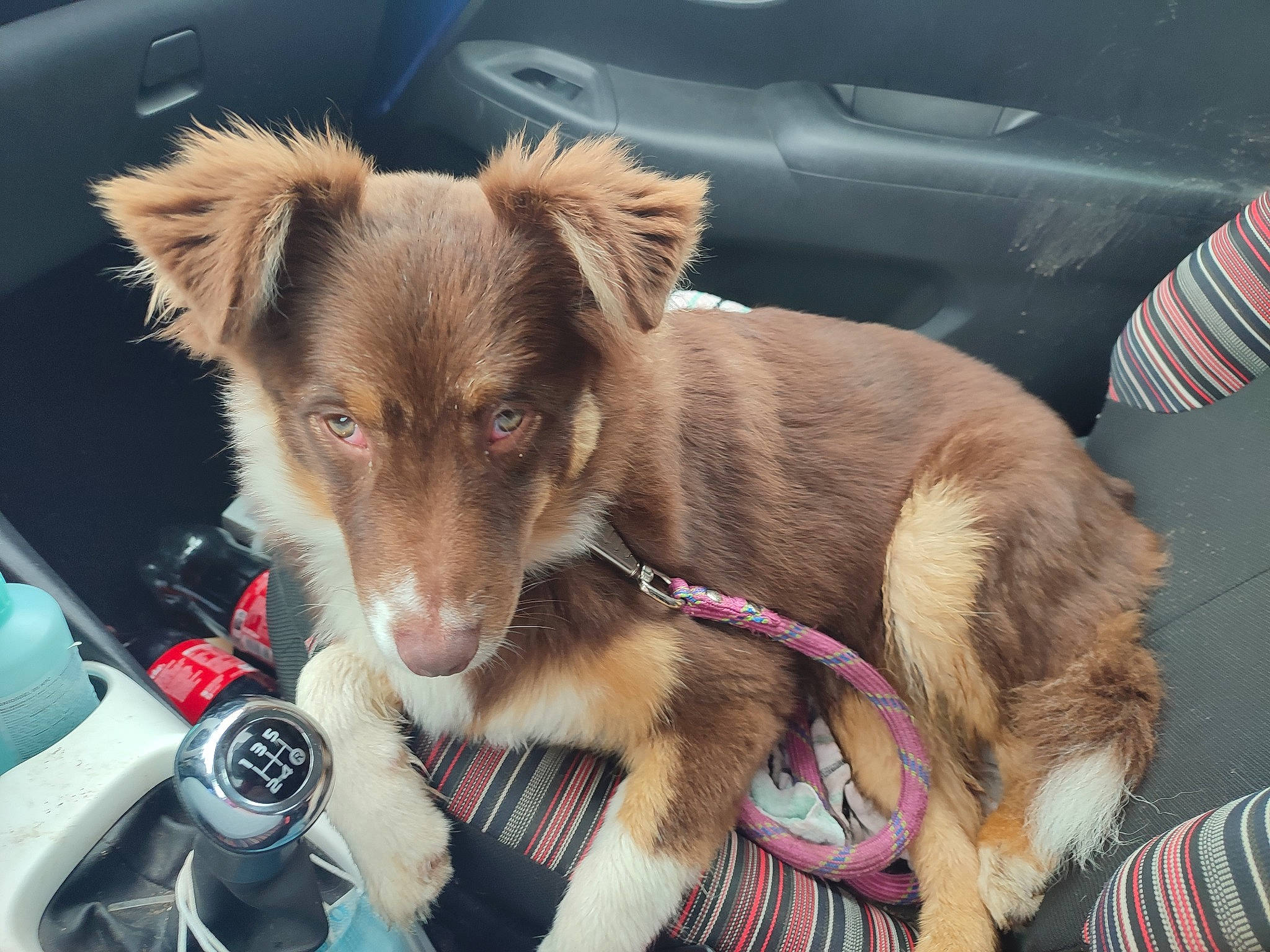 Ultra a rejoint le concours — aidez-le/la à gagner de superbes lots ! canidae, carnivore, collar, companion_dog, dog, dog_breed, dog_collar, dog_supply, fawn, flag, flag_of_the_united_states, fur, leash, paw, sporting_group, vehicle, whiskers, windshield, working_animal, working_dog