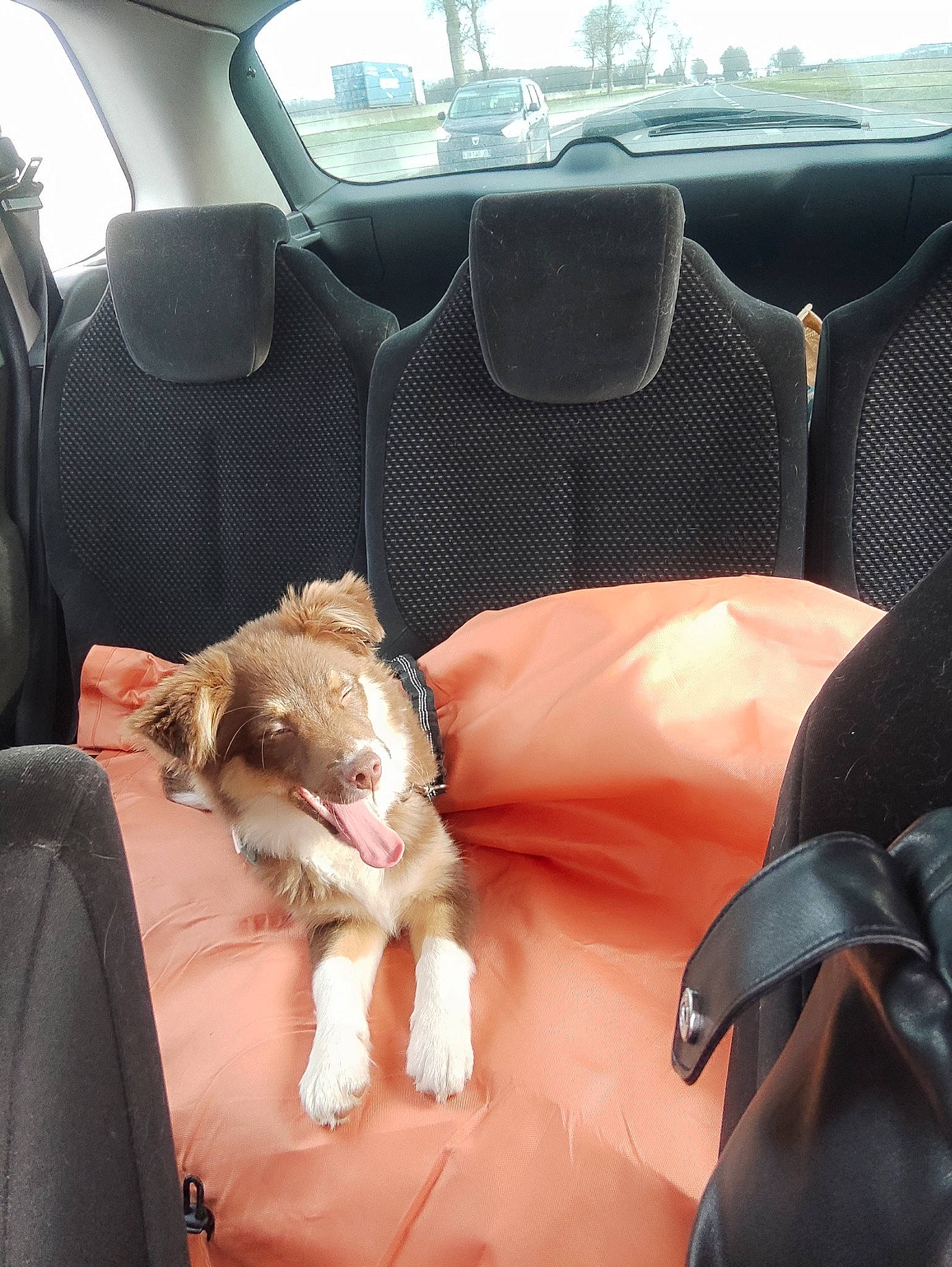 Ultra participe au concours pour gagner de l'argent avec cette photo : auto_part, car, car_seat, car_seat_cover, carnivore, comfort, companion_dog, dog_breed, family_car, fawn, felidae, motor_vehicle, personal_luxury_car, seat_belt, small_to_medium_sized_cats, snout, vehicle, vehicle_door, whiskers, window