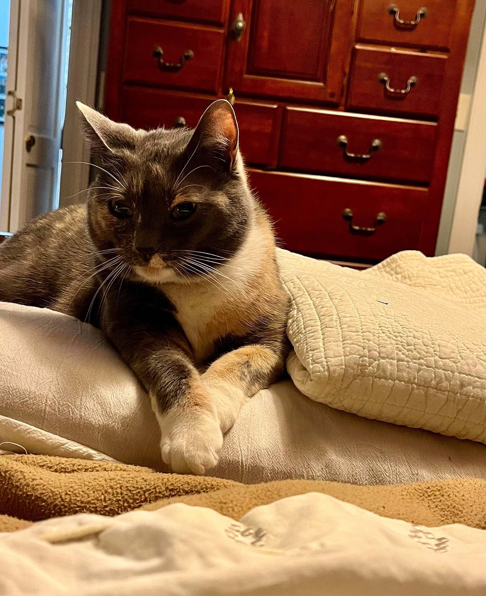 Sophie joined the competition — help win amazing prizes! cabinetry, carnivore, cat, cat_supply, chest, chest_of_drawers, comfort, cupboard, door, drawer, dresser, fawn, felidae, grey, hardwood, small_to_medium_sized_cats, snout, tail, whiskers, wood