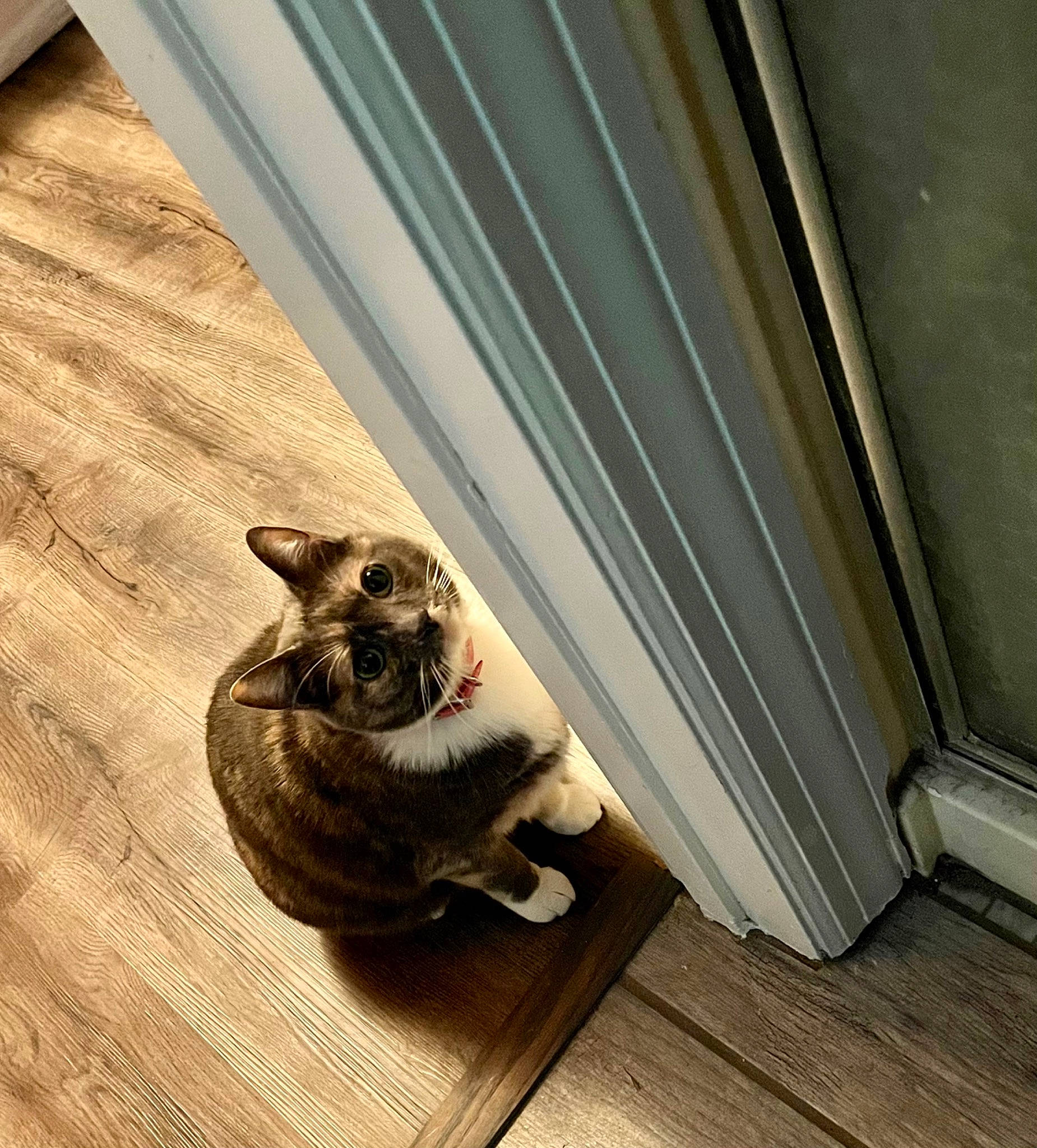 Sophie is registered to the contest to win money with this photo: carnivore, cat, domestic_short_haired_cat, door, fawn, felidae, flooring, fur, grey, hardwood, laminate_flooring, small_to_medium_sized_cats, snout, tail, tints_and_shades, whiskers, window, wood, wood_flooring, wood_stain